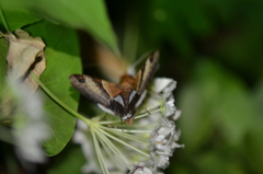 Melipotis fasciolaris