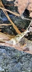 Microcrambus elegans