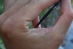 Rhionaeschna multicolor