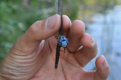 Rhionaeschna multicolor