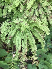 Adiantum pedatum