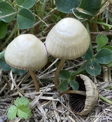 Parasola conopilea