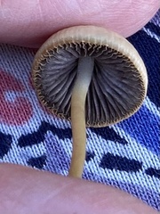 Parasola conopilea