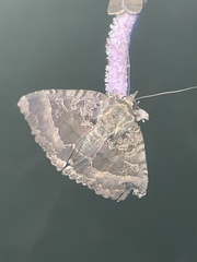 Mormo maura