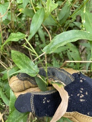 Dichanthelium latifolium