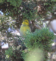 Setophaga townsendi × occidentalis