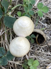 Parasola conopilea