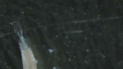 Miozoa