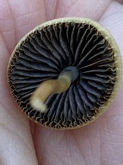 Parasola conopilea