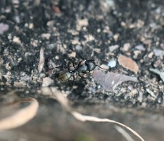 Camponotus aeneopilosus