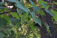 Lonicera ciliosa
