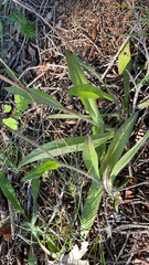 Pilosella caespitosa