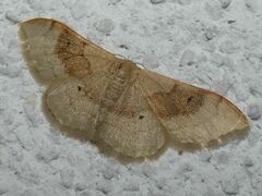 Idaea degeneraria