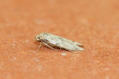 Hypatopa punctiferella