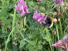 Bombus muscorum