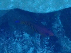 Centropyge loriculus