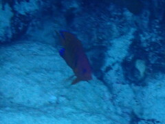 Centropyge loriculus