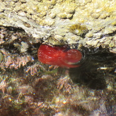 Actinia mediterranea