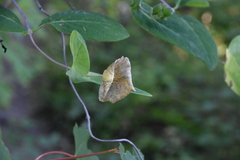 Lonicera ciliosa