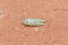 Hypatopa punctiferella