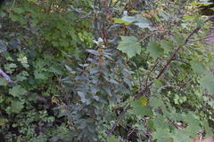 Shepherdia canadensis