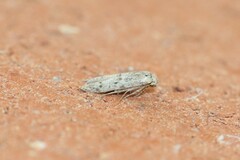 Hypatopa punctiferella