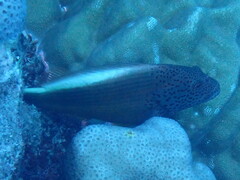 Paracirrhites forsteri