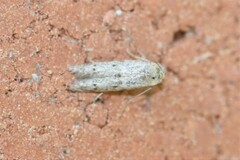 Hypatopa punctiferella