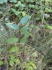 Betula alleghaniensis