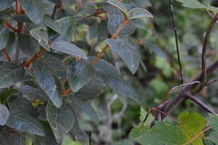 Shepherdia canadensis