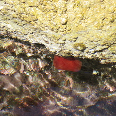 Actinia mediterranea