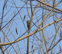 Dryobates passerinus