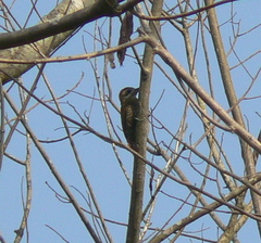 Dryobates passerinus