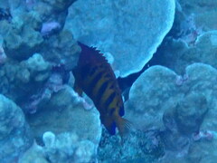 Centropyge loriculus