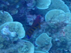 Centropyge loriculus