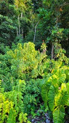 Cornutia pubescens
