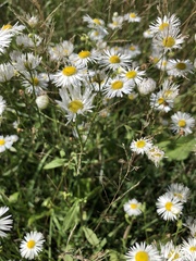 Erigeron