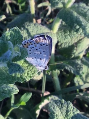 Plebejus