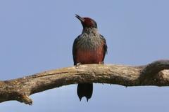 Melanerpes lewis