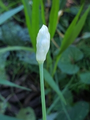 Allium tuberosum