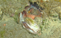 Octopus vulgaris
