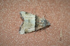 Cobubatha dividua