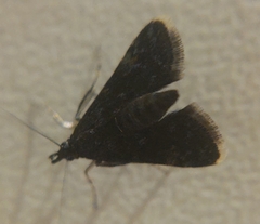 Heliothela wulfeniana