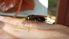 Urocerus californicus