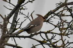 Bombycilla garrulus
