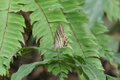 Splendeuptychia salvini