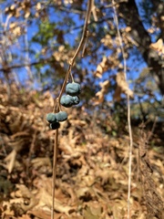 Caulophyllum thalictroides
