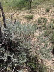 Krascheninnikovia lanata