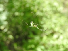 Leucauge