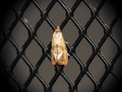 Phalonidia contractana